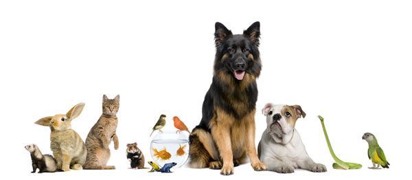 how to open a pet store: products and services