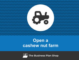Open a cashew nut farm