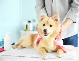 Comment ouvrir un salon de toilettage animalier&nbsp;?