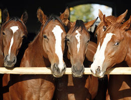 Ouvrir un élevage de chevaux