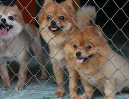 Comment ouvrir un refuge animalier&nbsp;?