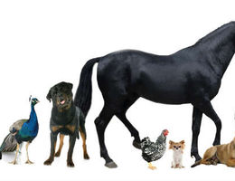 Guides pour entreprendre dans le domaine animalier