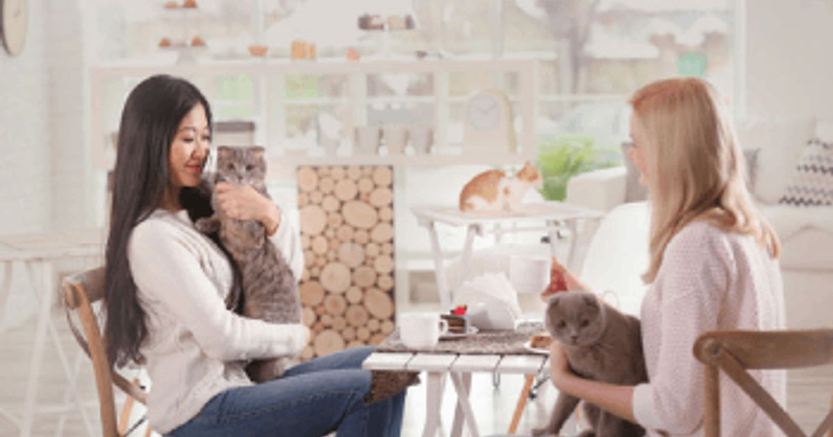The key steps to start a cat cafe