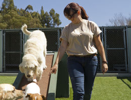 Guide to create a business plan for a dog daycare facility