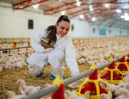 How to write a business plan for a poultry farm?
