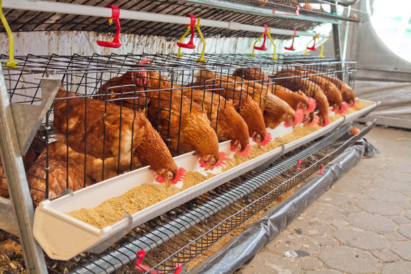 a range of chicken being fed in a poultry farm: illustration for the products and services section of the business plan