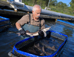 How to write a business plan for a fish farm?
