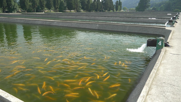 business proposal sample on fish farming fish inside a pond in a fish farm: illustration for the products and services section of the business plan