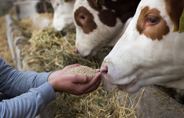 entrepreneur feeding food to cattle: illustration for the products and services section of the business plan