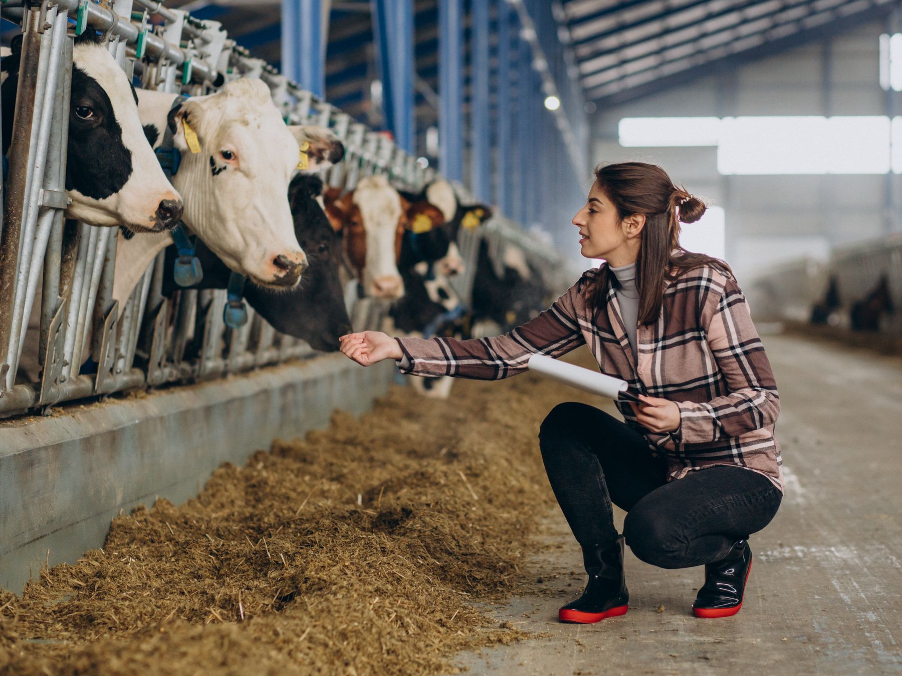 Ultimate guide to writing a business plan for a cattle farm
