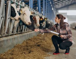 Guide to create a business plan for a cattle farm