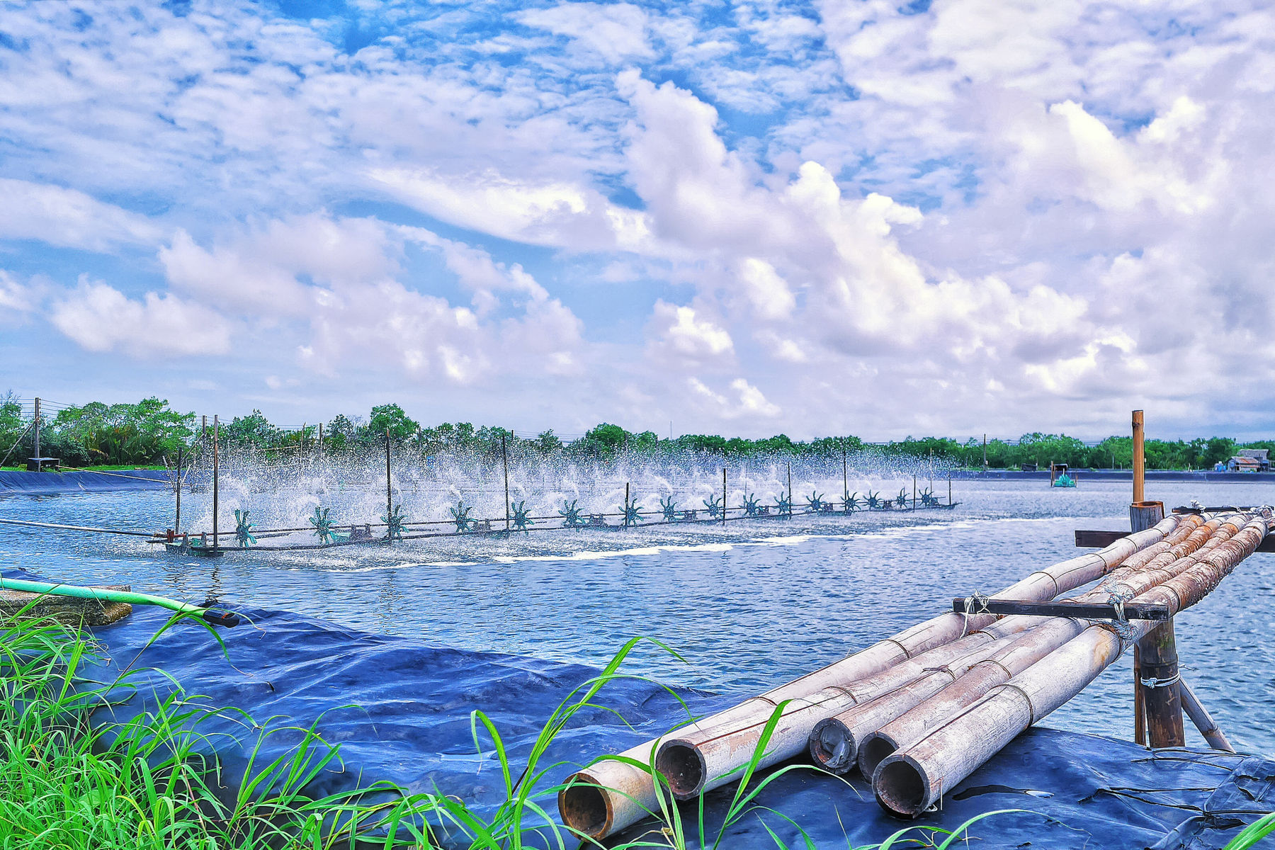 shrimp farming business plan philippines