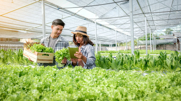 hydroponics farm business plan: successful entrepreneur