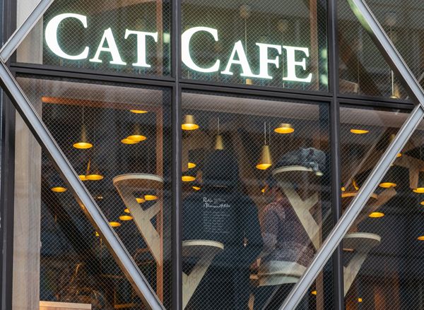 cat café business plan: successful entrepreneur