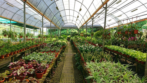 plant nursery business plan: products and services section