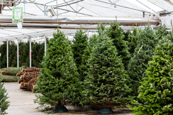 Christmas tree farm: successful entrepreneurs