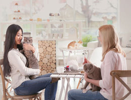 Comment ouvrir un bar à chats&nbsp;?