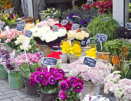 Business plan de fleuriste