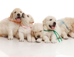 Ouvrir un élevage de chiens