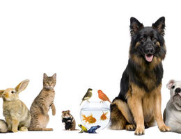 Créer une animalerie