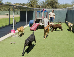Ouvrir une pension canine