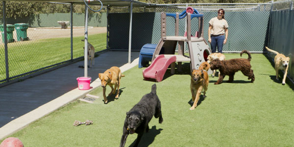 Un cours d'agilité gratuit en ligne pour vous et votre chien! – Cours & Dressage  pour chien, comportement canin à Montréal et Québec !